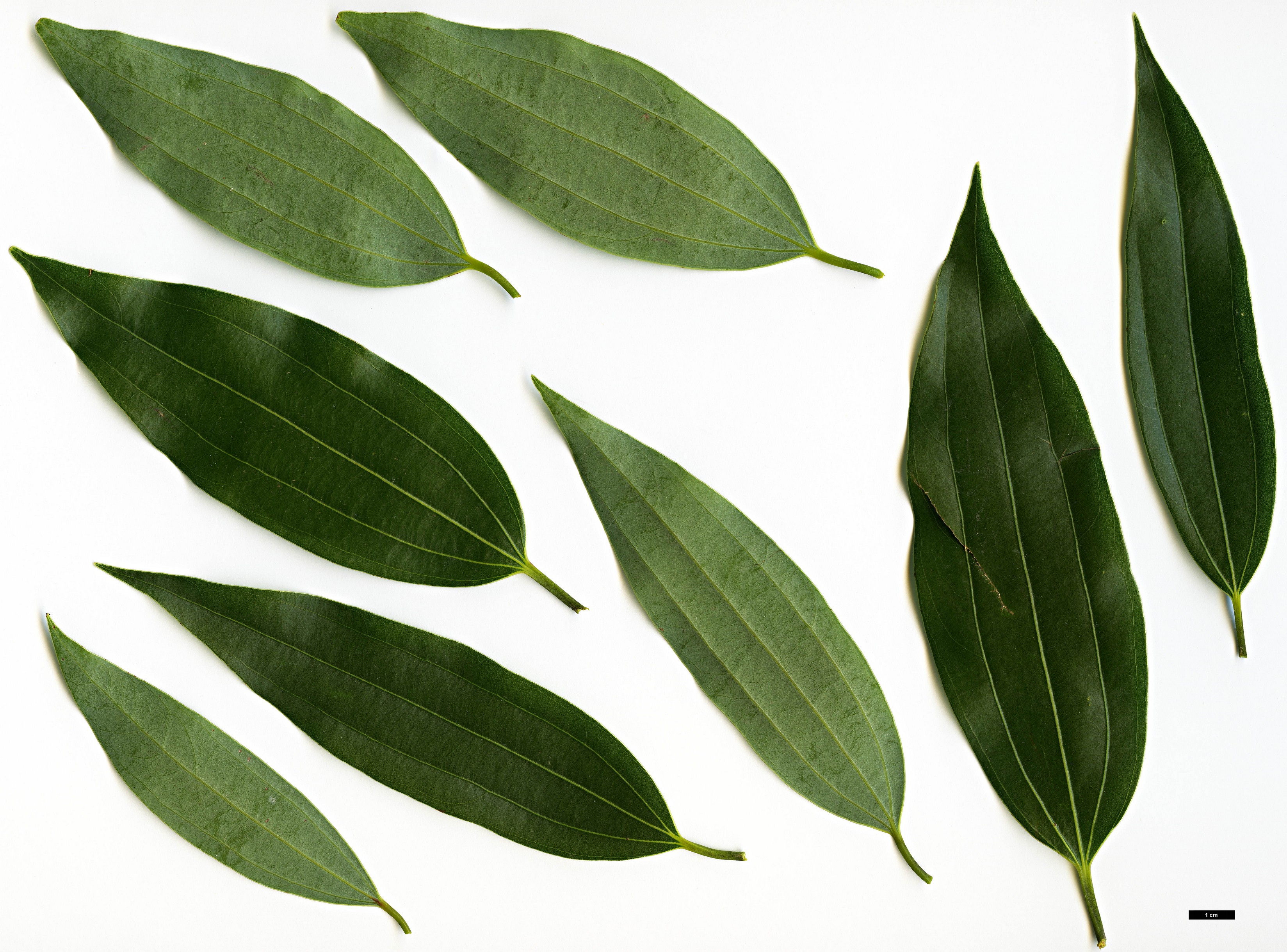 High resolution image: Family: Lauraceae - Genus: Cinnamomum - Taxon: japonicum